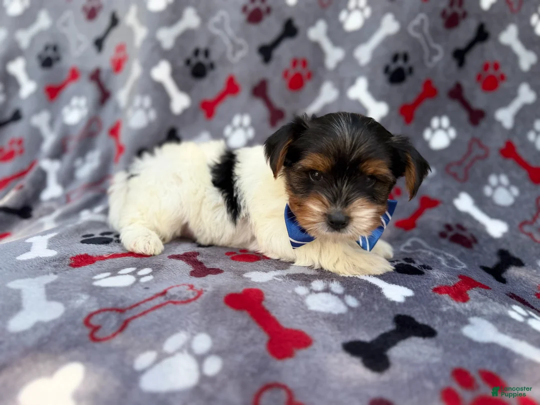 Yorkiepoo dogs for sale: Tuck - Ad 2