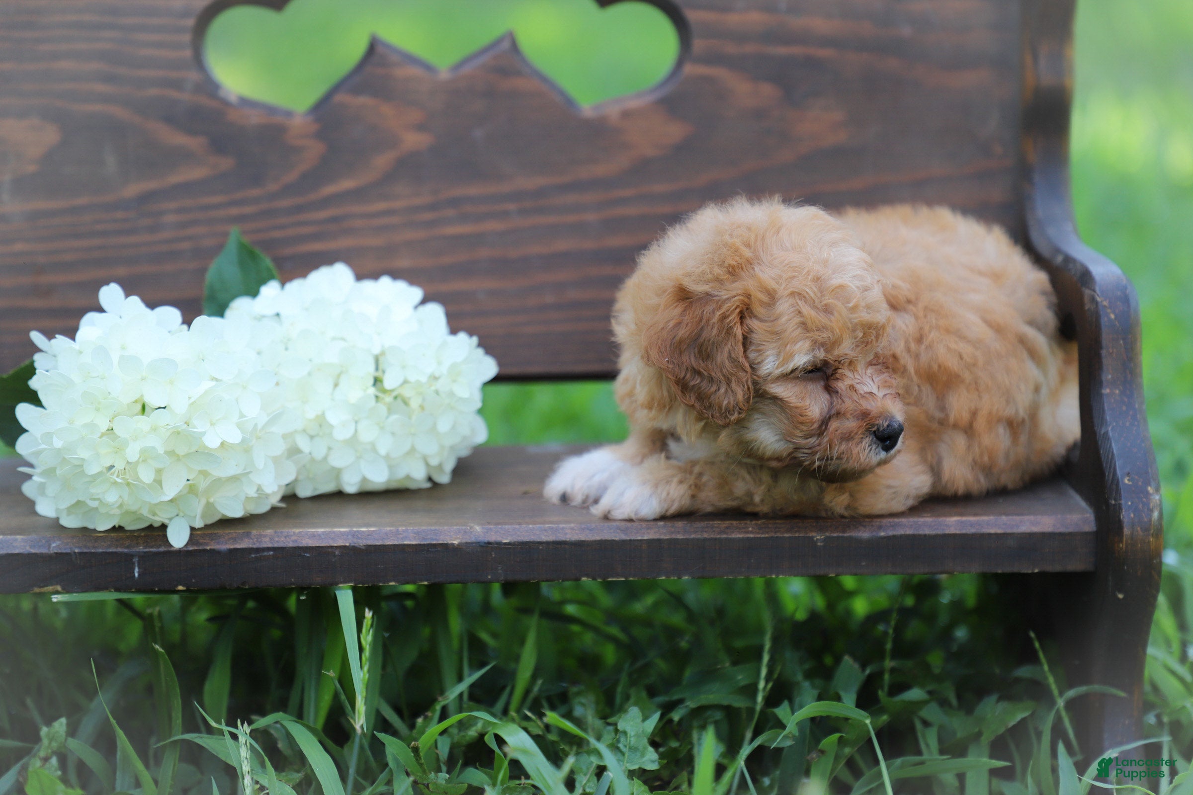 Miniature Poodle dogs Penny - Ad 2