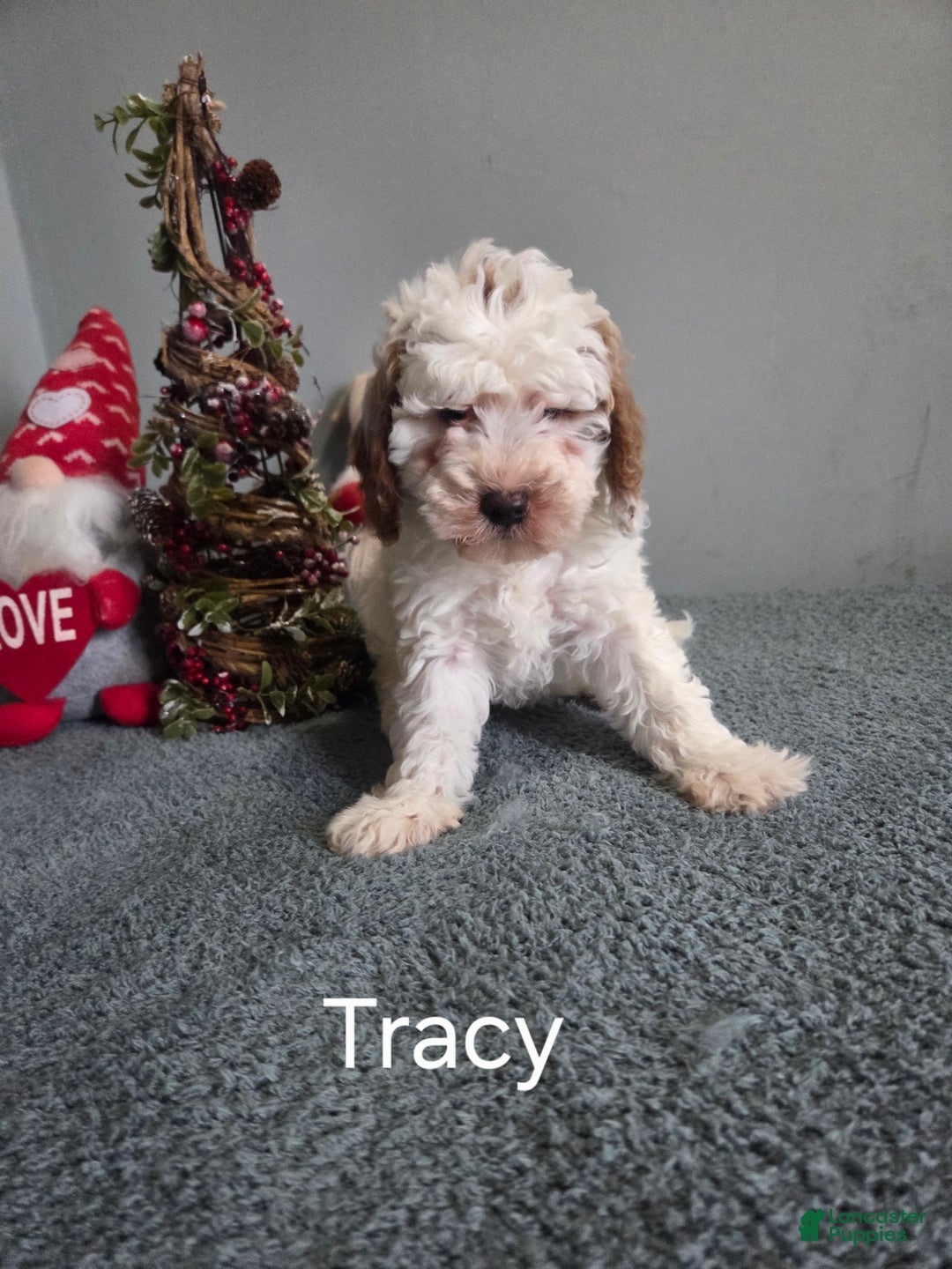 Cavapoo dogs for sale: Tracy  - Ad 4