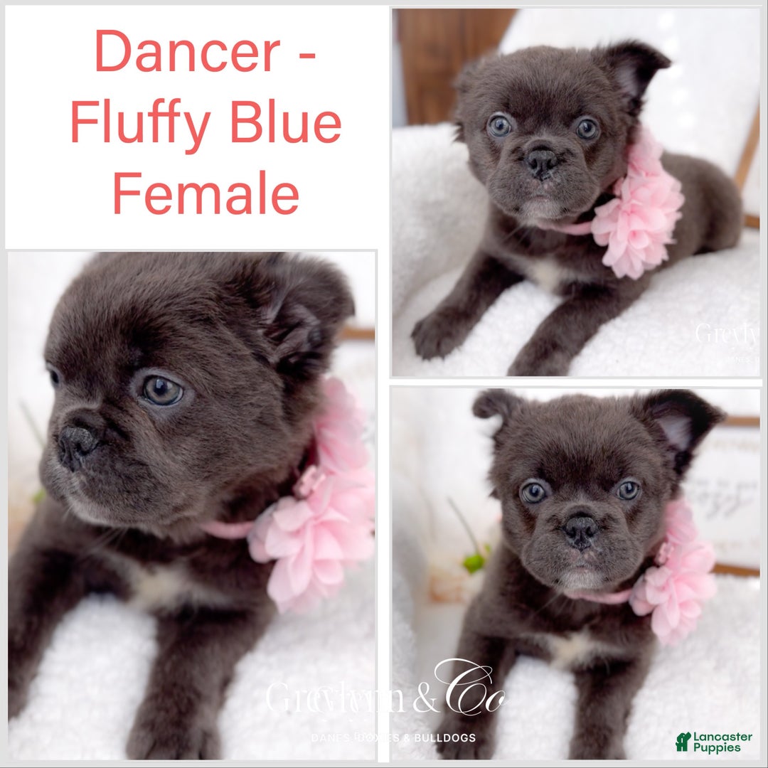 French Bulldog dogs for sale: Dancer Blue Fluffy  - Ad 2