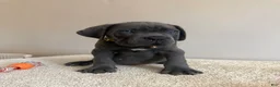 Cane Corso dogs for sale: Hulk  - Ad 9