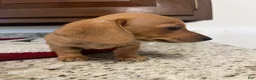 Miniature Dachshund dogs for sale: Winnie  - Ad 1