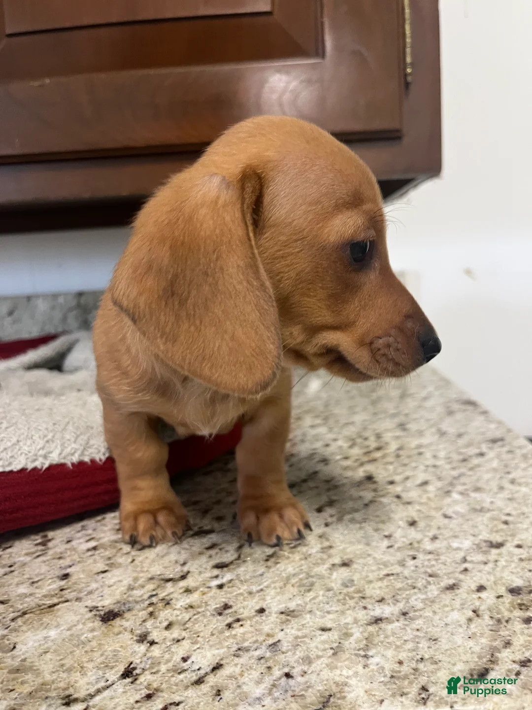 Miniature Dachshund dogs for sale: Winnie  - Ad 1