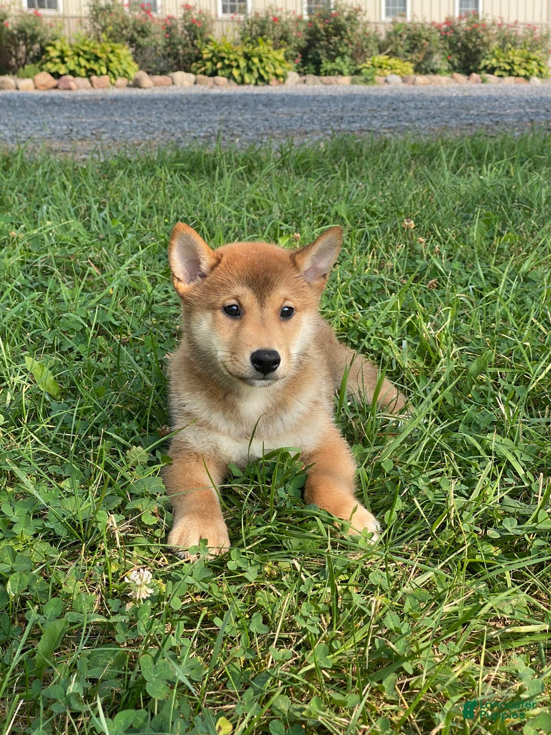 Shiba Inu dogs for sale: Iggy - Ad 1