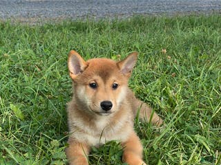 Shiba Inu dogs Iggy - Ad 13