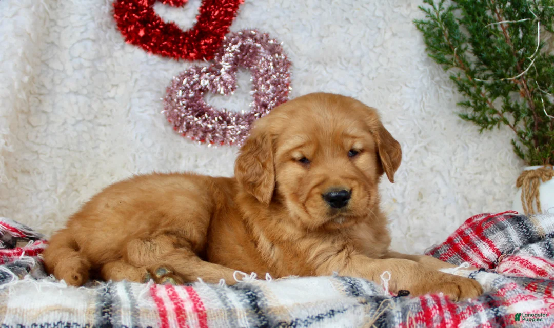 Golden Retriever dogs for sale: Golden Retriever Puppy Male 2 - Ad 3