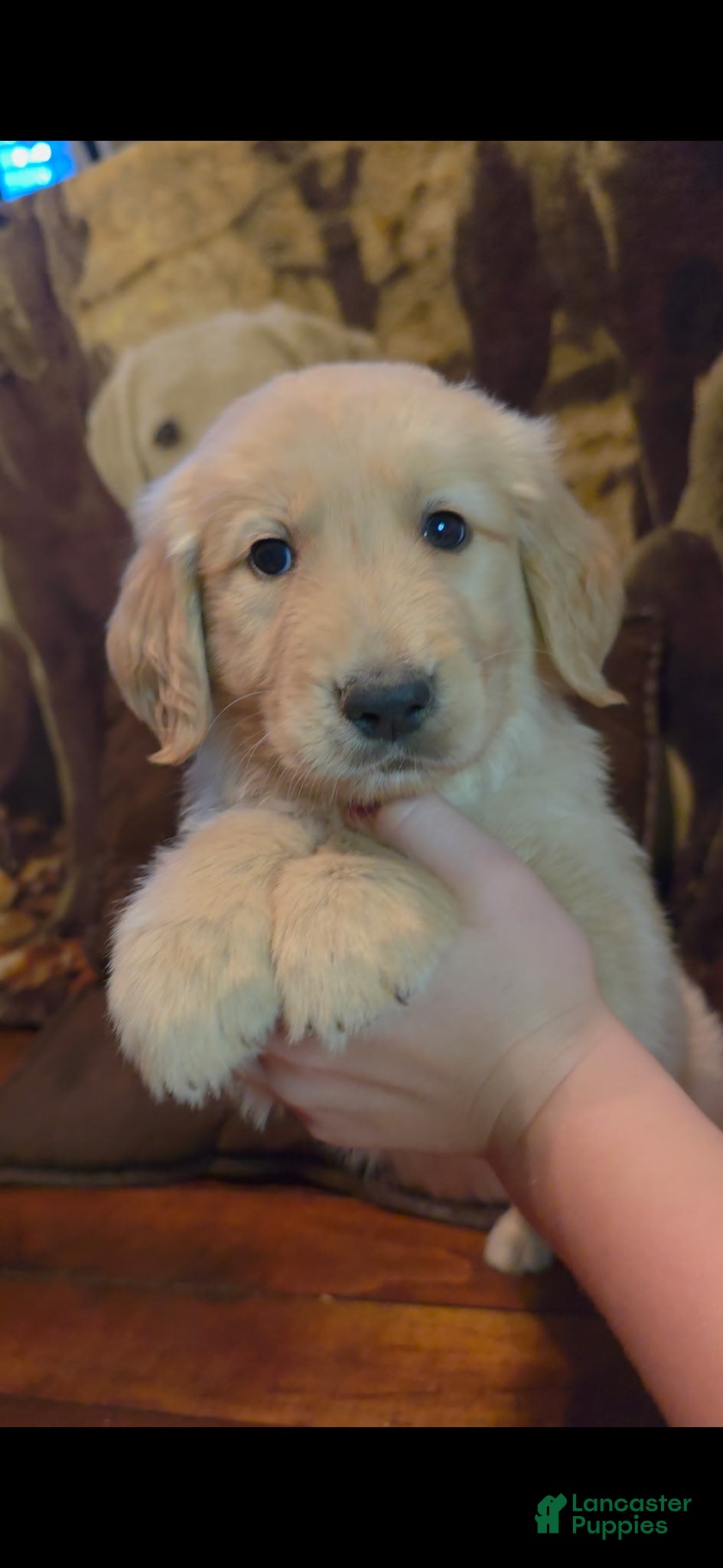 Golden Retriever dogs AKC Duke - Ad 1