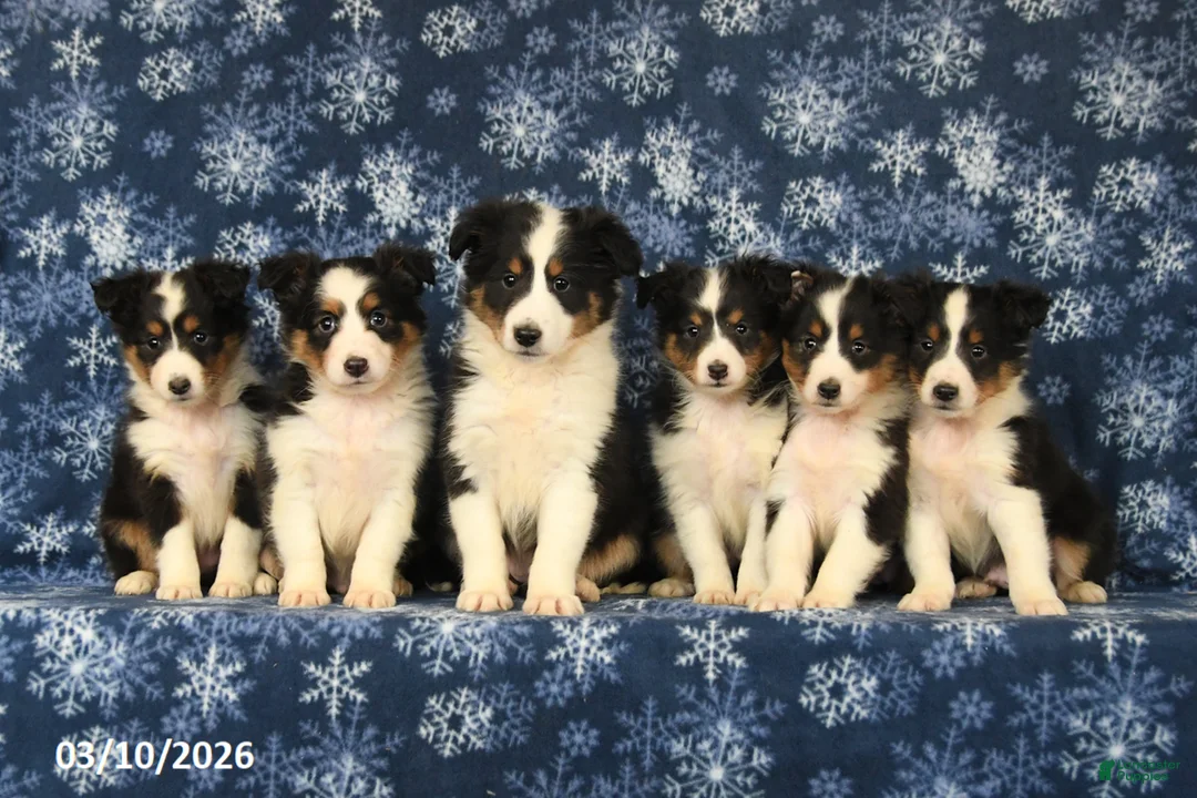 Shetland Sheepdog dogs for sale: Peaches - Ad 5