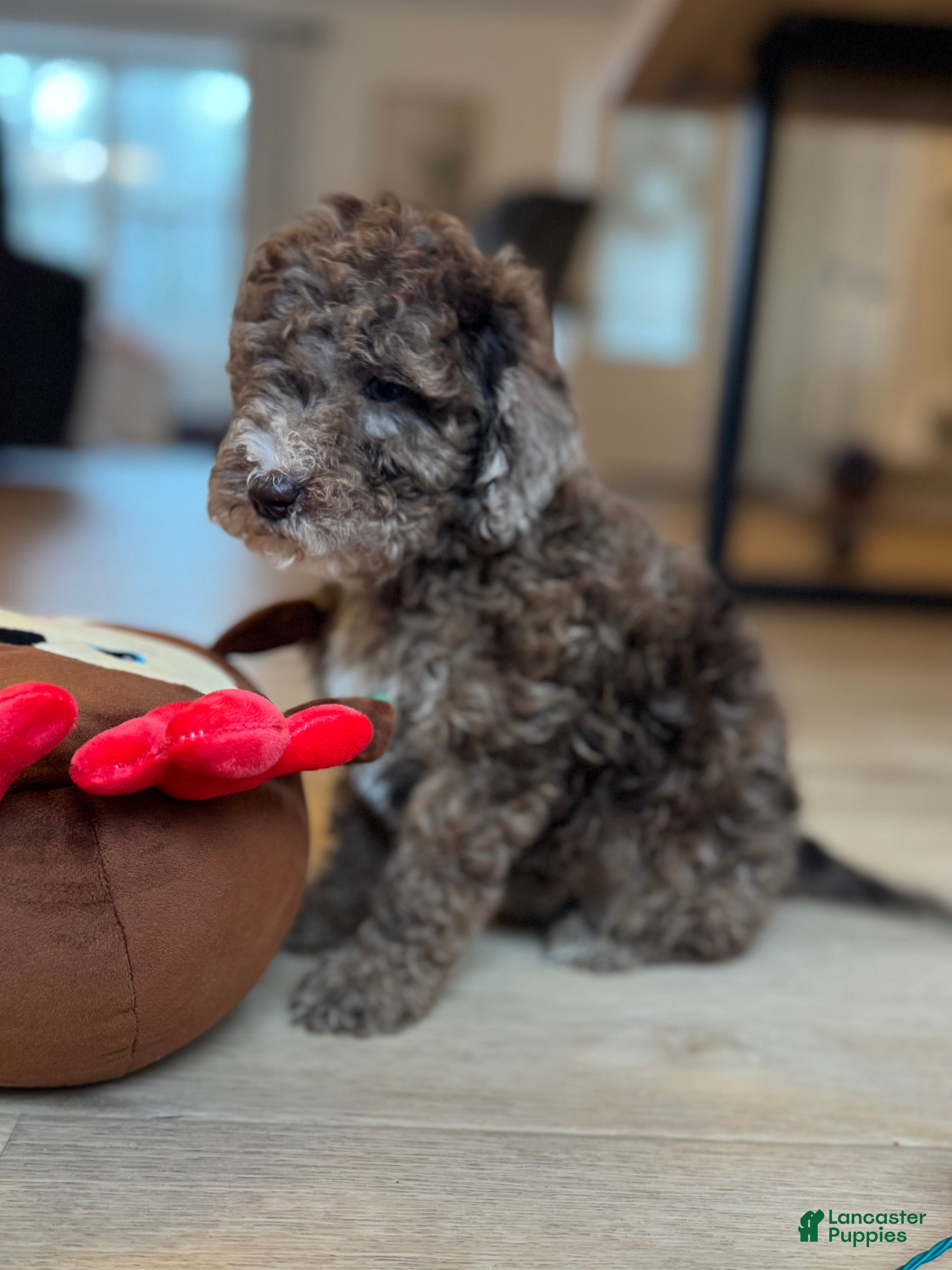 Mini Goldendoodle dogs Sammie Jo - Ad 15