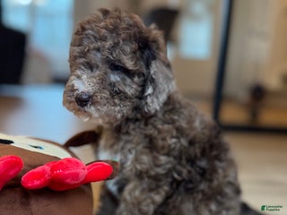 Mini Goldendoodle dogs Sammie Jo - Ad 15