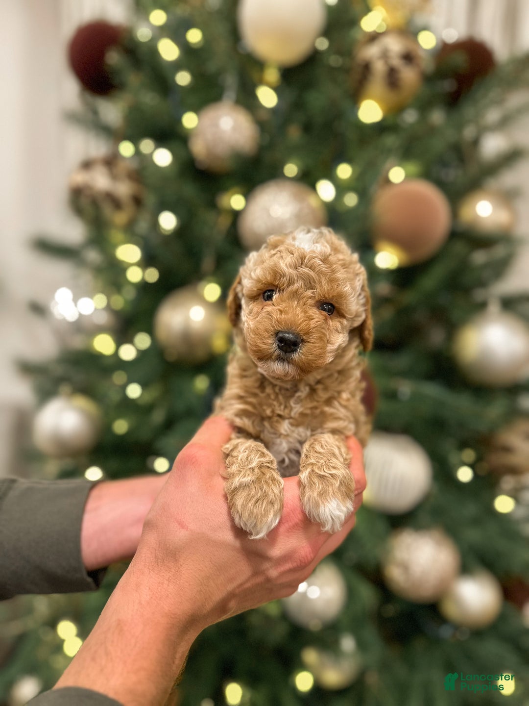 Mini Goldendoodle dogs for sale: River - Ad 1