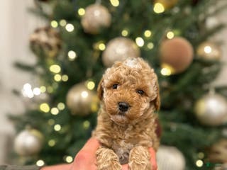 Mini Goldendoodle dogs River - Ad 16