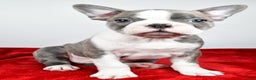 Boston Terrier dogs for sale: Ivan - Ad 1