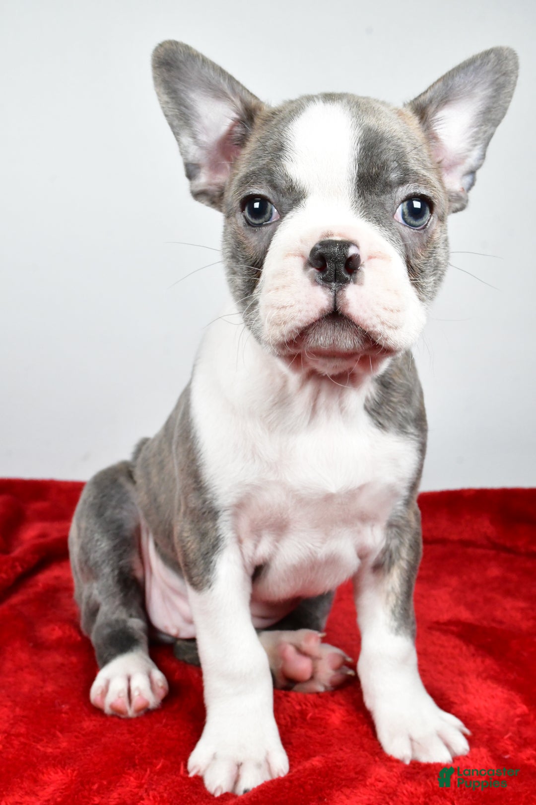 Boston Terrier dogs for sale: Ivan - Ad 1