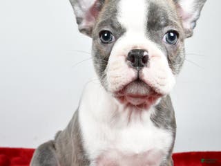 Boston Terrier dogs Ivan - Ad 6