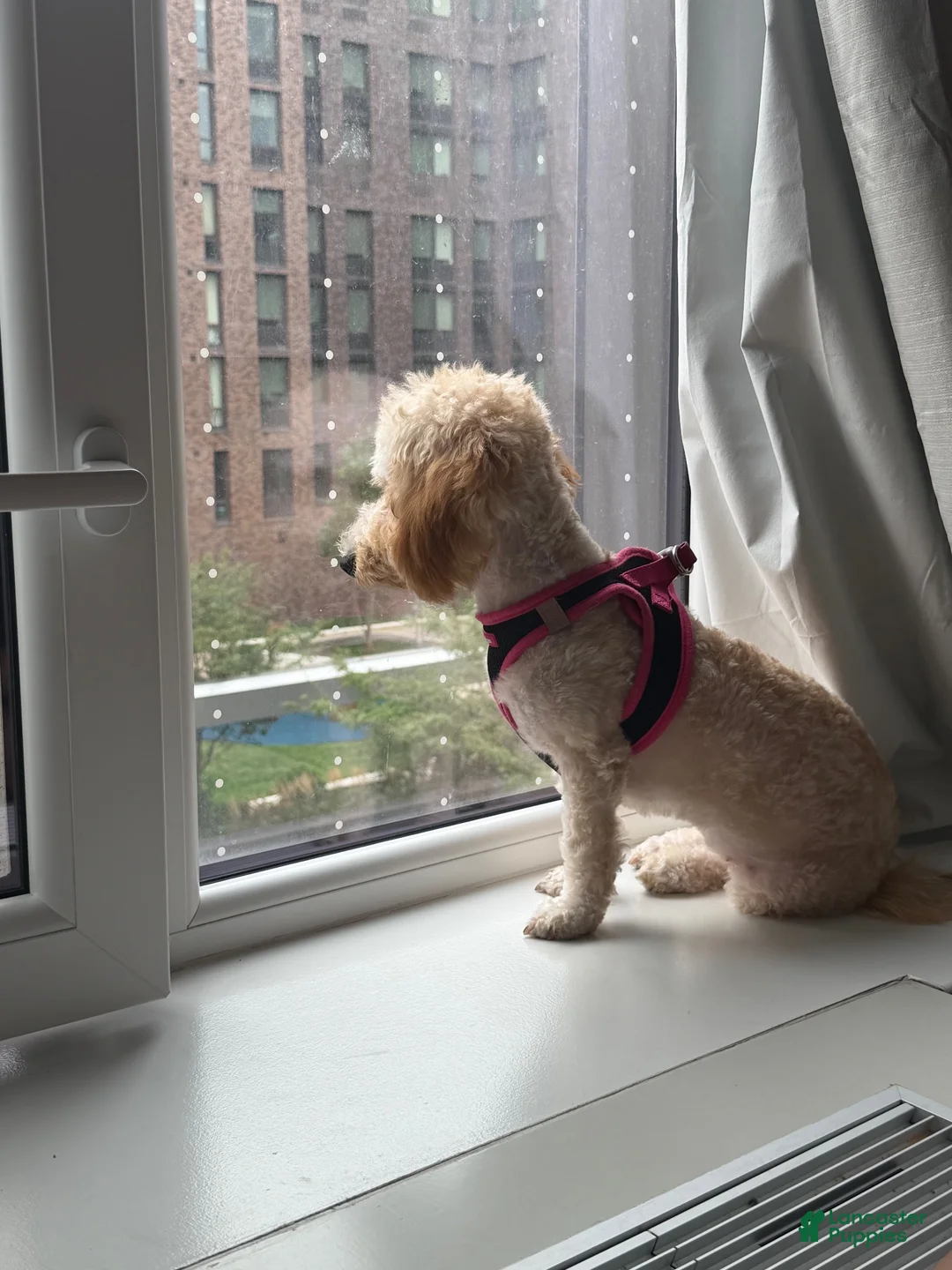 Toy Poodle dogs for sale: Toy Poodle 1 (Nyla) - Ad 2