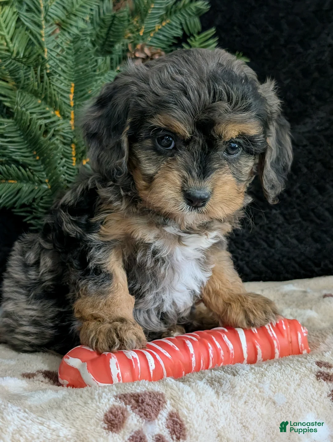 Cavapoo dogs for sale: Twila  - Ad 2
