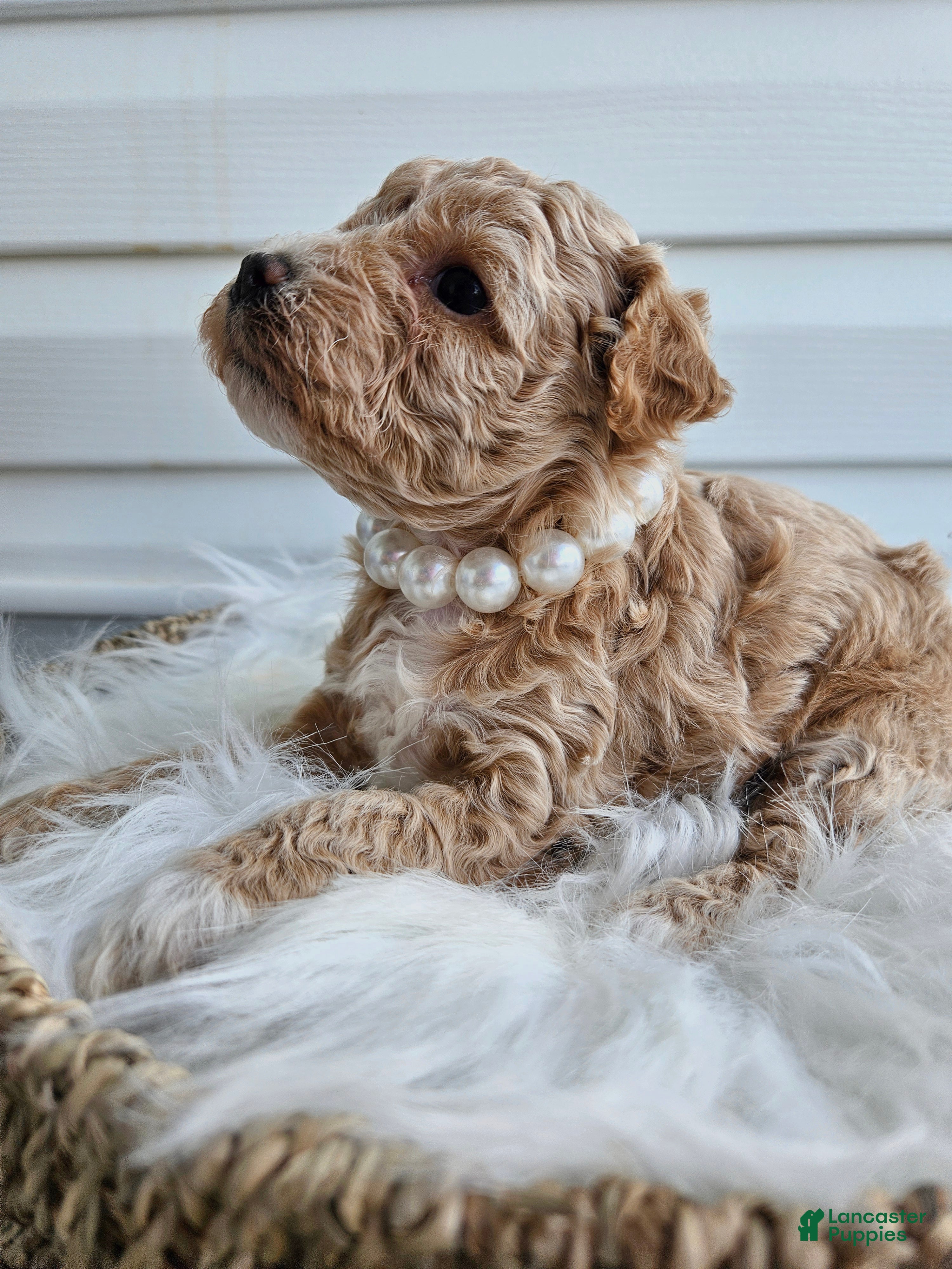 Bichpoo dogs Blondie - Ad 32