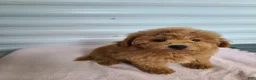 Mini Goldendoodle dogs for sale: Inez - Ad 3