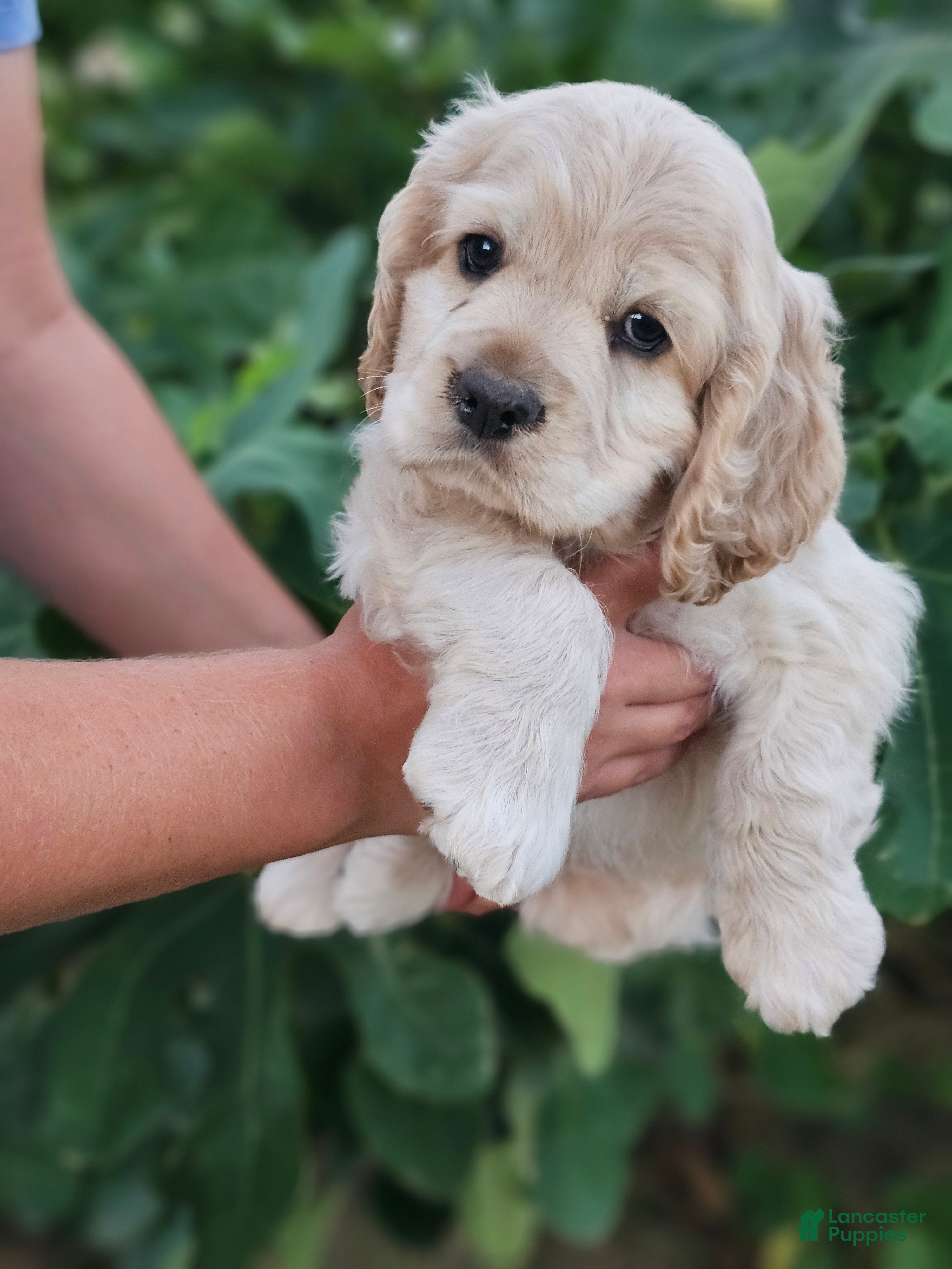 Cocker Spaniel dogs Patrick - Ad 1