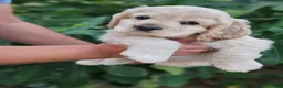 Cocker Spaniel dogs for sale: Patrick - Ad 1