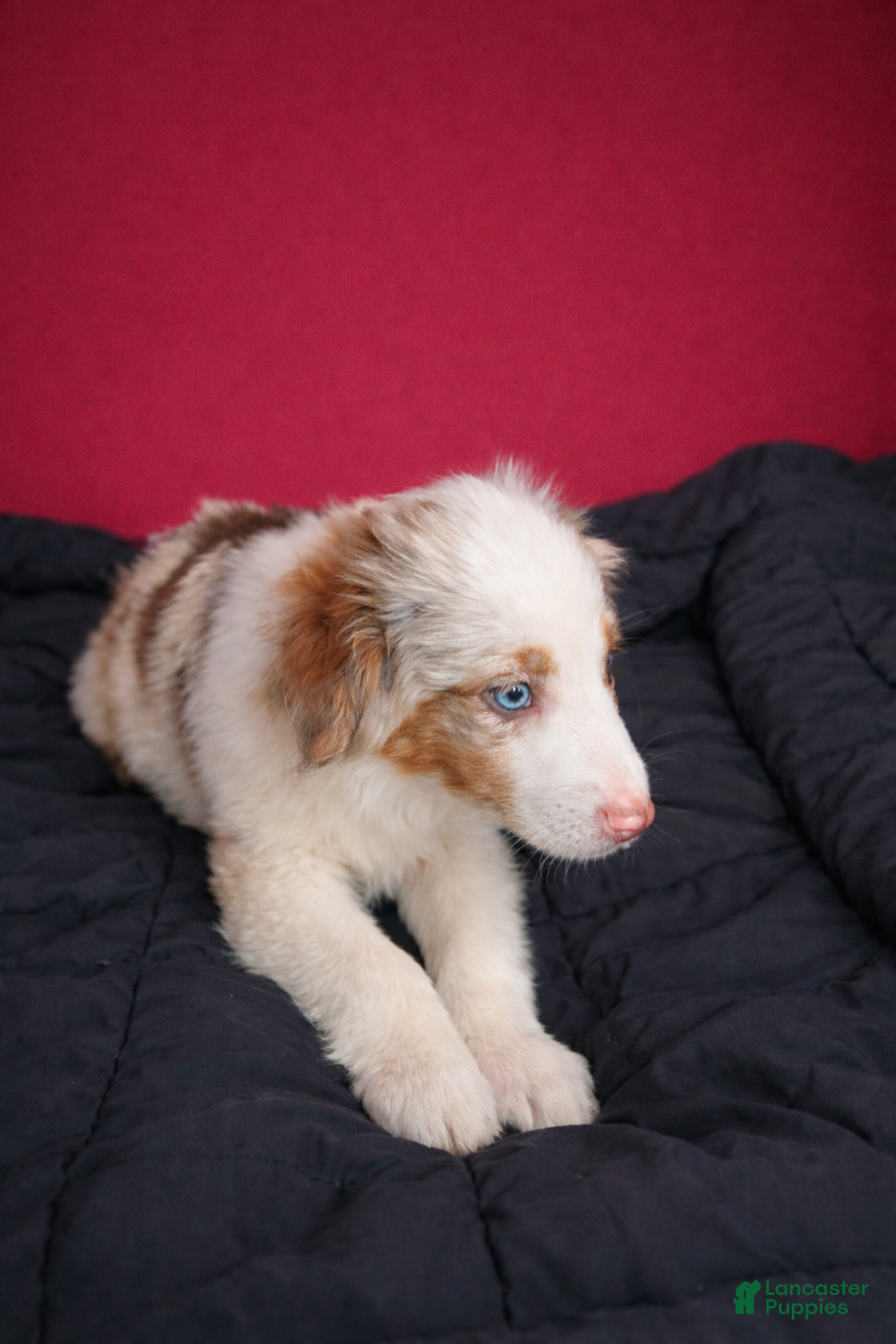 Miniature Australian Shepherd dogs Miniature Australian Shepherd Puppy 5 - Ad 17