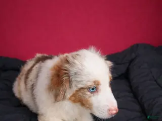 Miniature Australian Shepherd dogs Miniature Australian Shepherd Puppy 5 - Ad 17