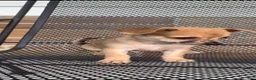 Chiweenie dogs for sale: Hairy Paw-ter - Ad 16
