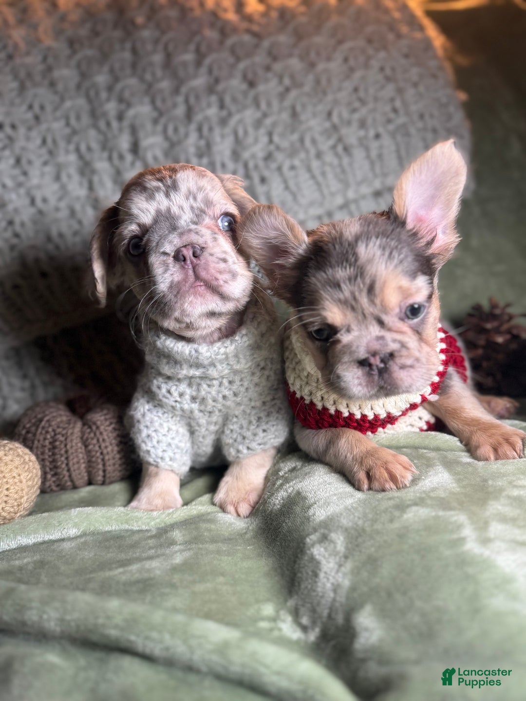French Bulldog dogs for sale: Lilac tan fluffy french bulldog  - Ad 19