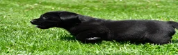 Labrador Retriever dogs for sale: Lacey - Ad 9