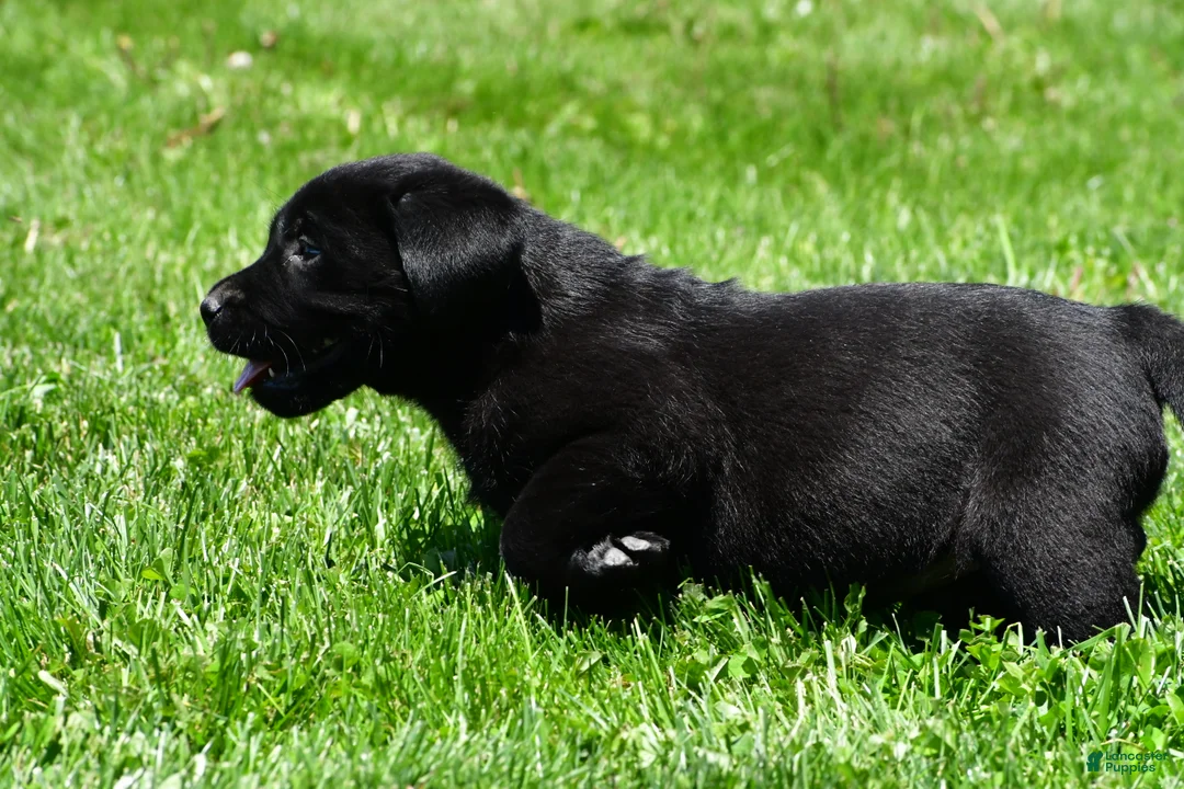 Labrador Retriever dogs for sale: Lacey - Ad 9