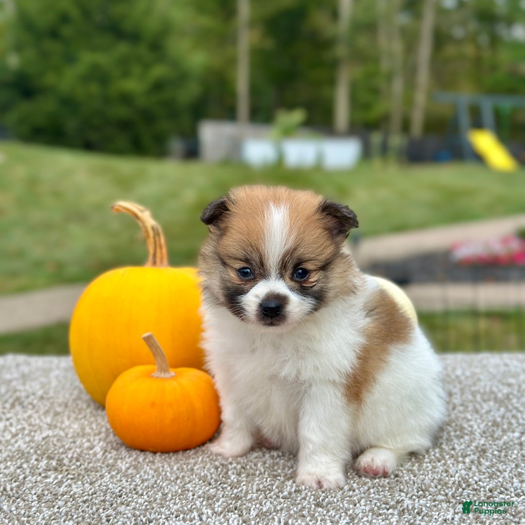 Pomeranian dogs for sale: Girl Rosie - 8549 - Ad 4