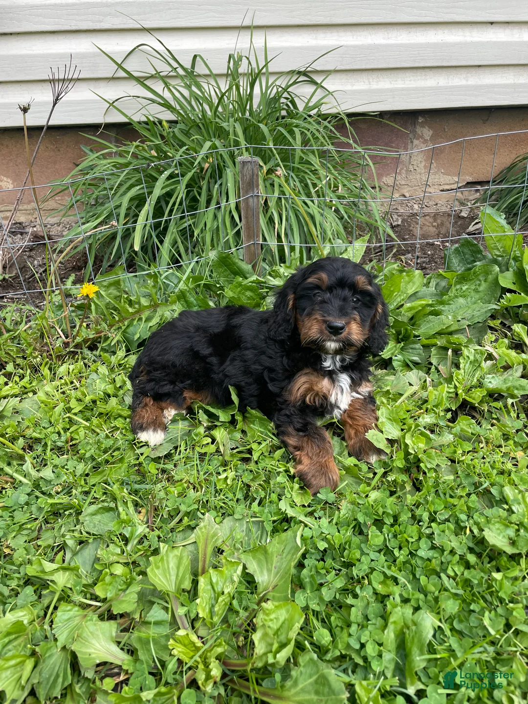Cockapoo dogs for sale: Cockapoo Puppy 1 - Ad 1