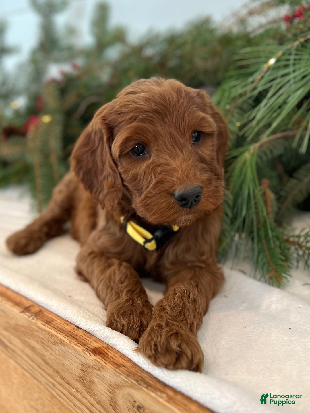 Irish Doodle dogs for sale: Ginger - Ad 4