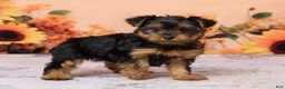 Yorkshire Terrier dogs for sale: Chloe - Ad 4