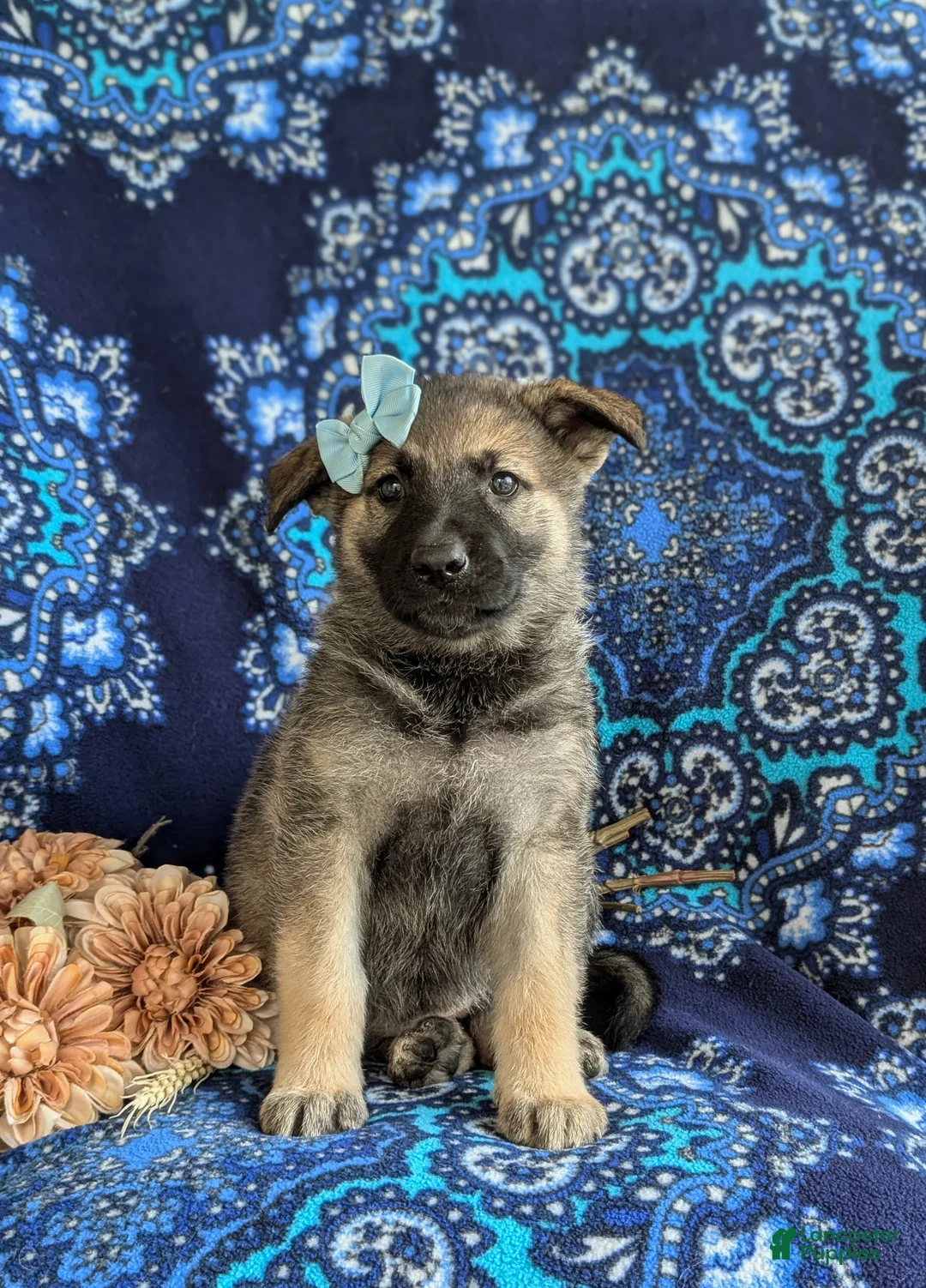 Mixed Breed dogs for sale: Bonita - Ad 2