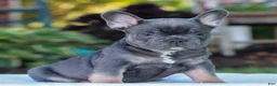 French Bulldog dogs for sale: Dexter  - Ad 3