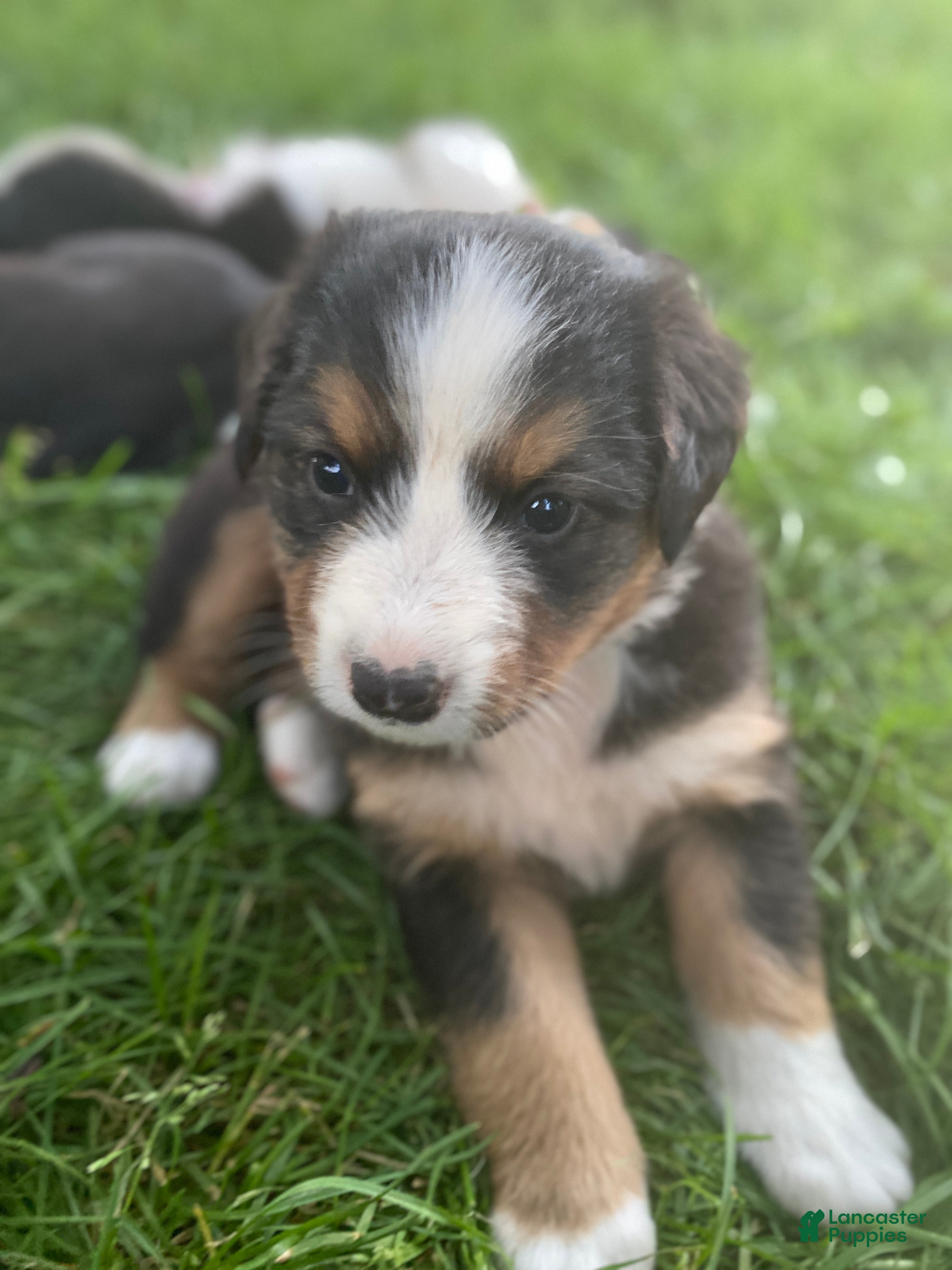Mixed Breed dogs for sale: ♥️SWEET ROCCO♥️ - Ad 4