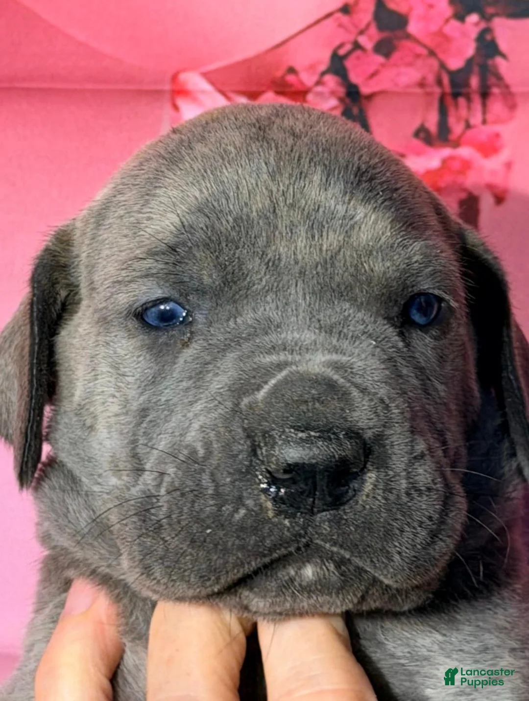 Great Dane dogs for sale: Flynn - Blue Brindle - Ad 1