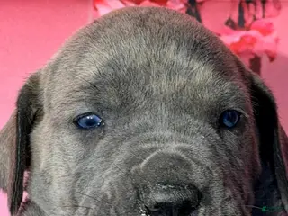 Great Dane dogs Flynn - Blue Brindle - Ad 20