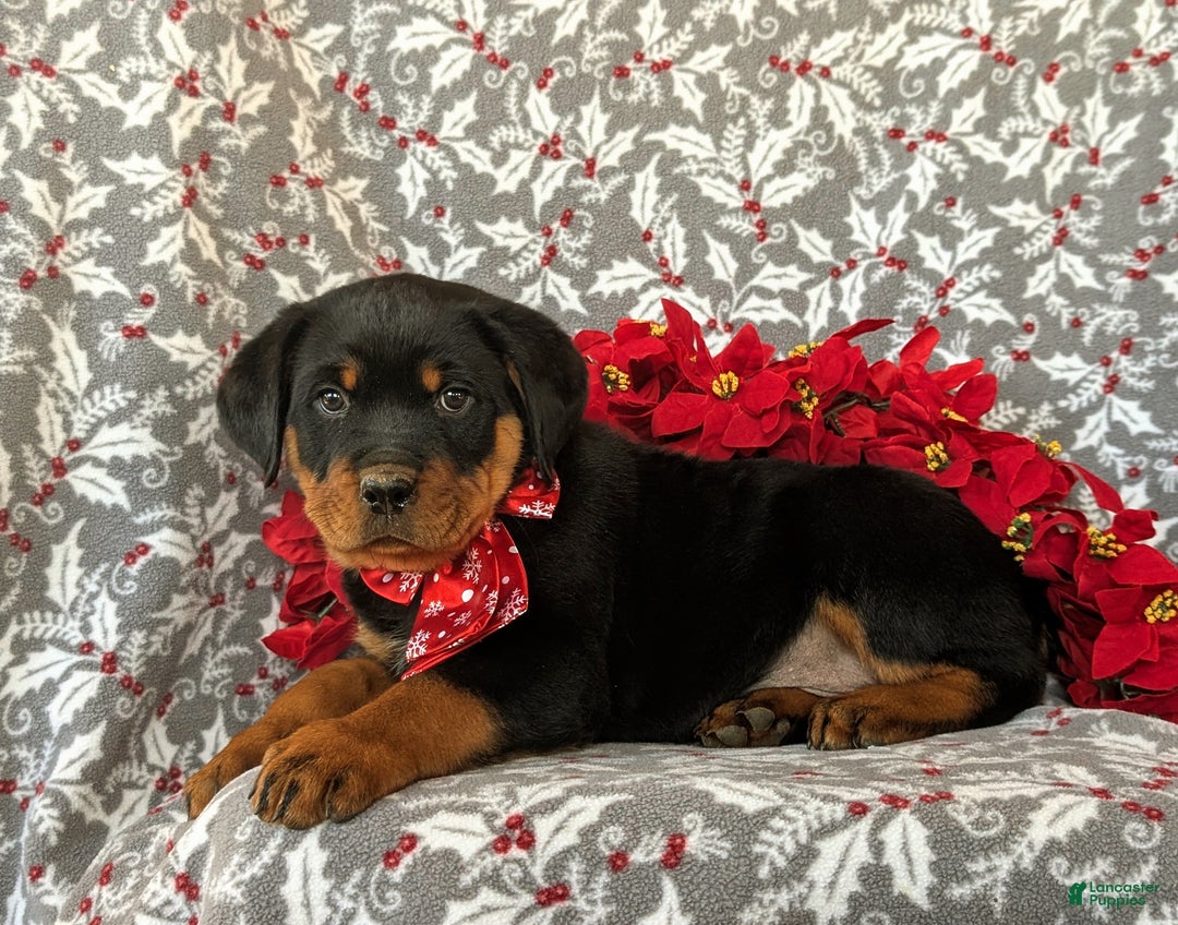 Rottweiler dogs for sale: Atticus - Ad 4