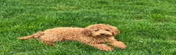 Cockapoo dogs for sale: Terry - Ad 3
