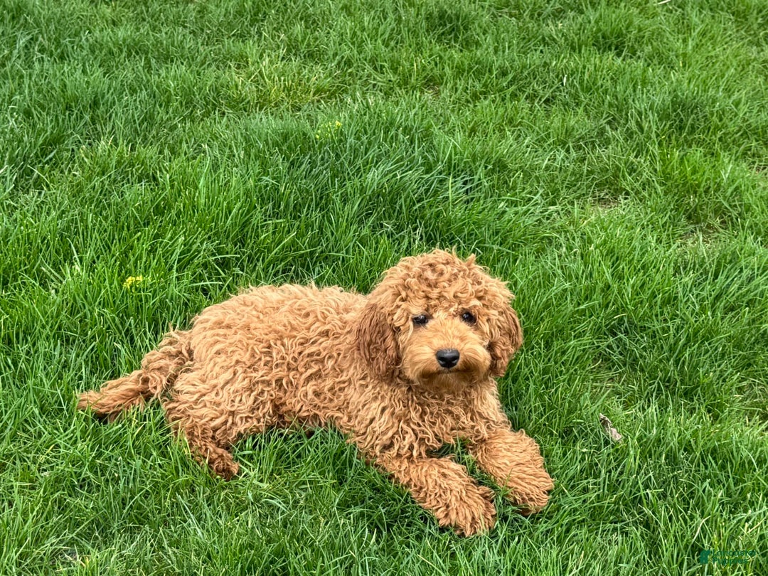Cockapoo dogs for sale: Terry - Ad 3