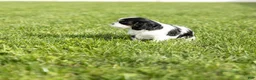 Cavalier King Charles Spaniel dogs for sale: Dolly - Ad 6