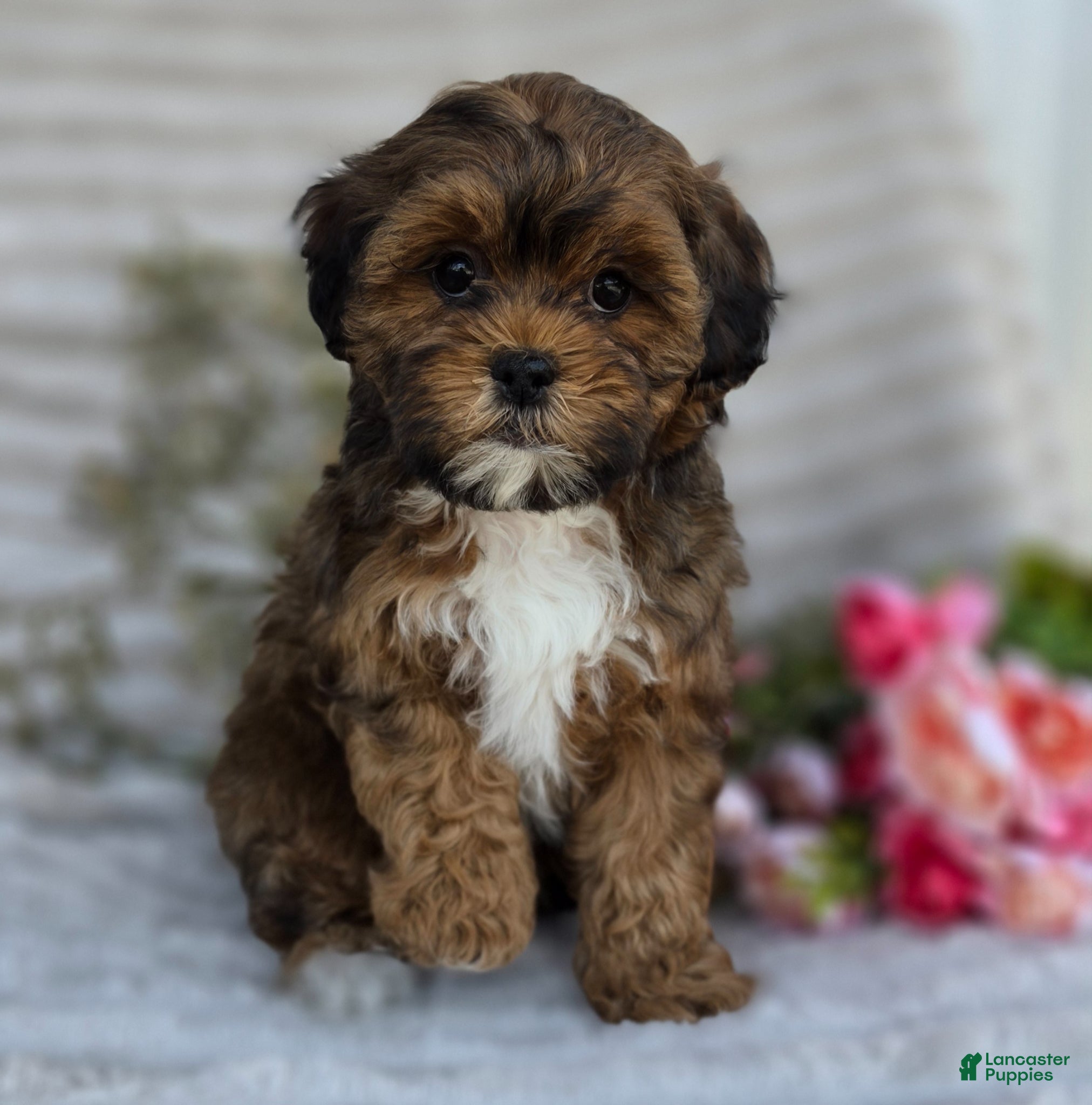 P.celso oc pup ① Shihpoo Puppies for sale in Springfield, Ohio | Lancaster Puppies