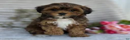 Shihpoo dogs for sale: Cuddles - Ad 4