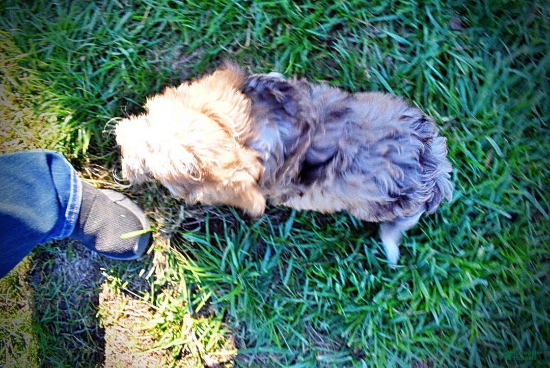 Havapoo dogs for sale: Jasper - Ad 20