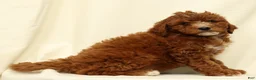 Cavapoo dogs for sale: Cooper - Ad 3