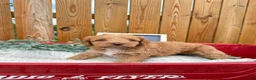 Cockapoo dogs for sale: Bentley - Ad 3