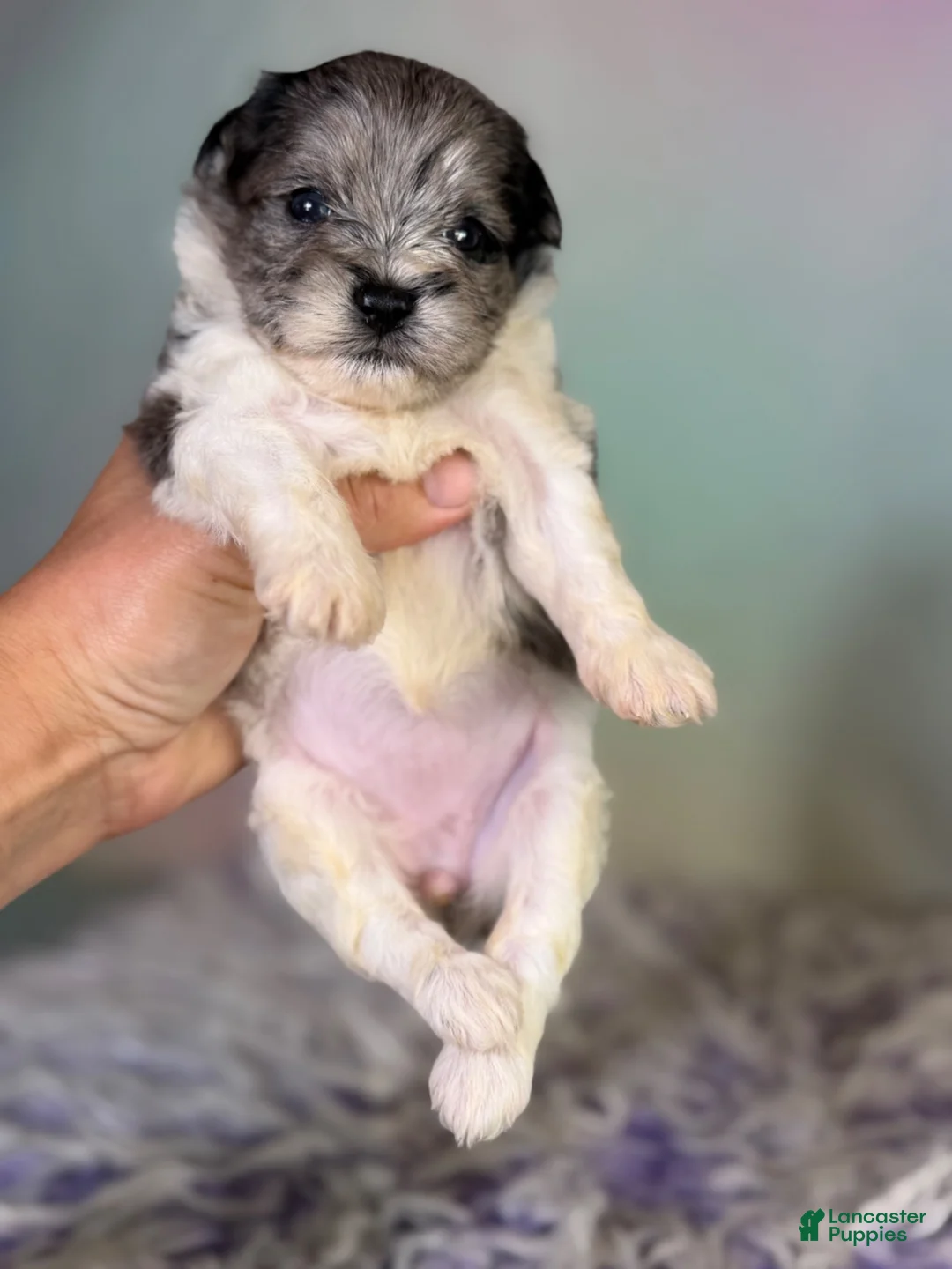 Schnoodle dogs for sale: Penny - Ad 1